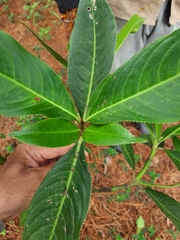 Hedyosmum bonplandianum
