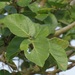 Broom Sycamore Fig - Photo (c) magdastlucia, some rights reserved (CC BY-NC)