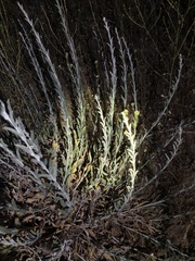 Tetradymia canescens