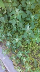 Chenopodium album