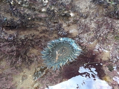 Felimida macfarlandi