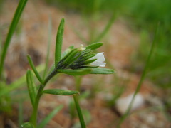 Buglossoides arvensis arvensis