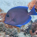 Atlantic Blue Tang - Photo (c) Mark Rosenstein, some rights reserved (CC BY-NC-SA)