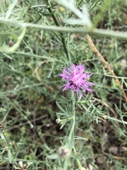 Centaurea stoebe