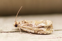 Olethreutes permundana