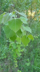 Populus tremula
