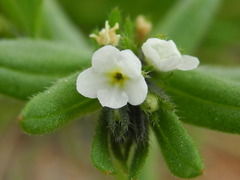 Buglossoides arvensis arvensis