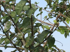 Ficus sycomorus sycomorus