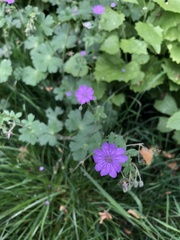 Geranium nodosum