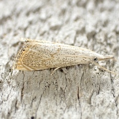 Haimbachia squamulellus