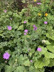 Geranium nodosum