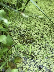 Pelophylax