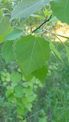 Populus tremula