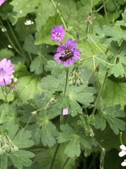 Geranium nodosum