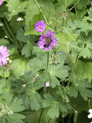 Geranium nodosum