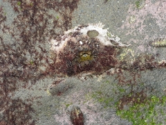 Felimida macfarlandi