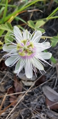 Passiflora santiagana