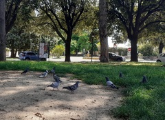 Columba livia domestica
