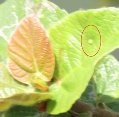 Ficus sycomorus sycomorus