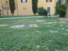 Cupressus sempervirens