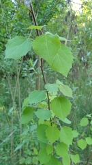 Populus tremula