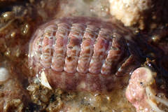Boreochiton ruber