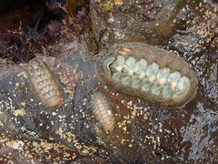 Felimida macfarlandi