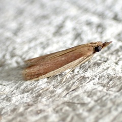 Peoria roseotinctella