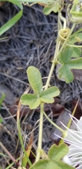 Passiflora santiagana