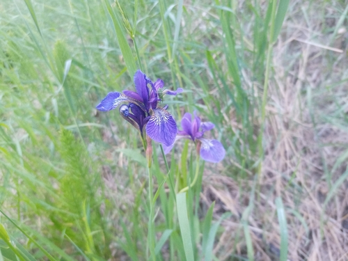 Iris sanguinea