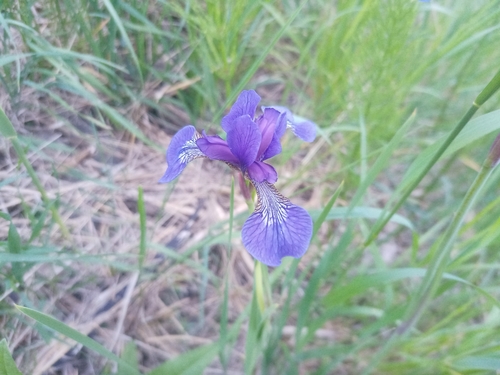 Iris sanguinea