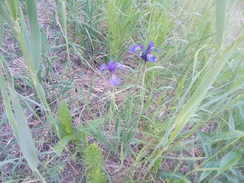 Iris sanguinea