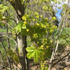 Acer platanoides