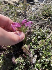 Pedicularis elegans
