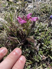 Pedicularis elegans
