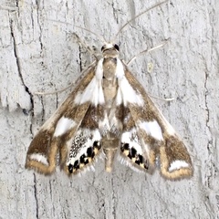 Chrysendeton imitabilis