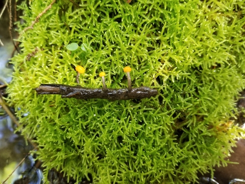 Vibrisseaceae image