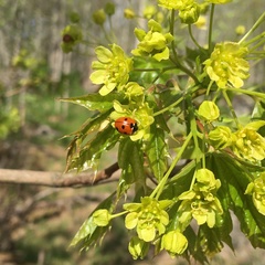 Coccinella septempunctata