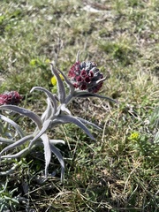 Cynoglossum magellense