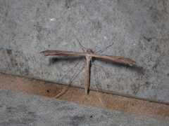 Stenoptilia