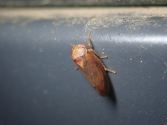 Iassus lanio