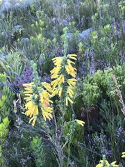 Erica galpinii