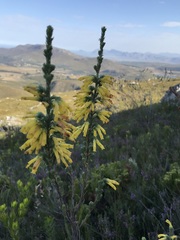 Erica galpinii