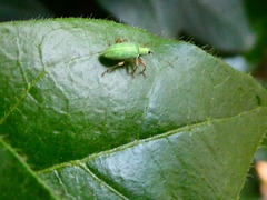 Polydrusus impressifrons