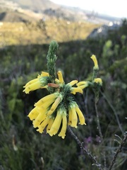 Erica galpinii