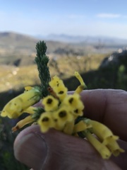 Erica galpinii