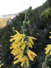 Erica galpinii
