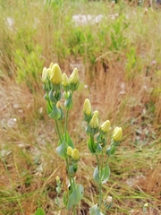 Blackstonia acuminata