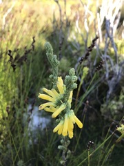 Erica galpinii