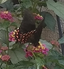 Heraclides rogeri pharnaces